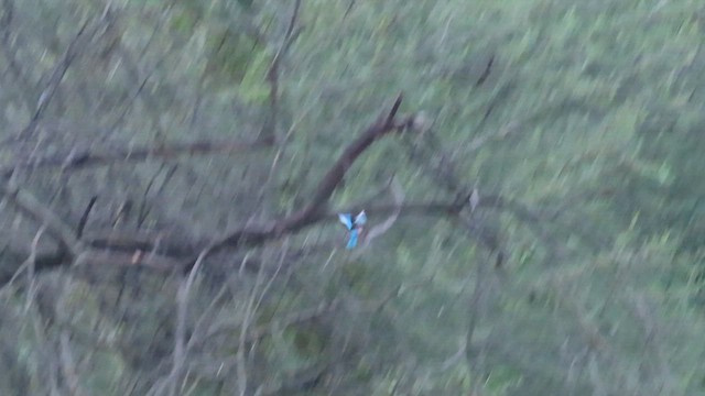 White-throated Kingfisher - ML648928340