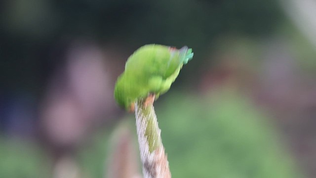 Vernal Hanging-Parrot - ML648928381
