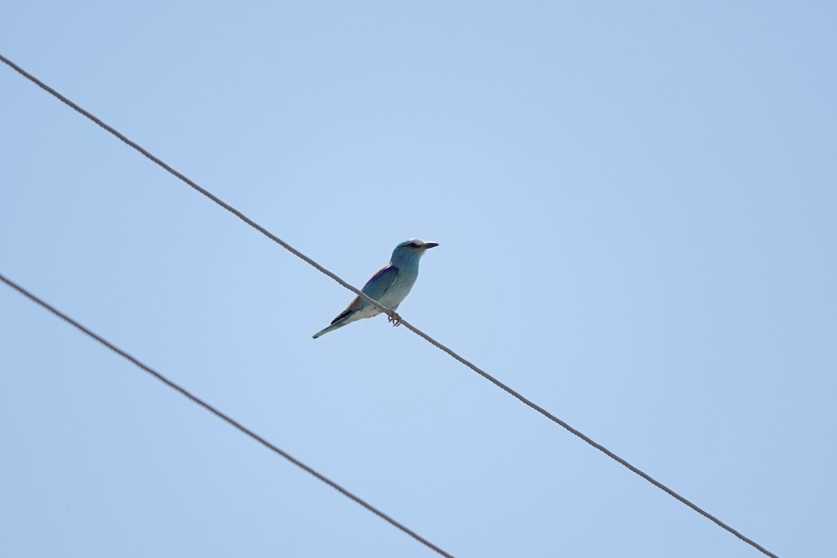 Rollier d'Europe - ML648928382