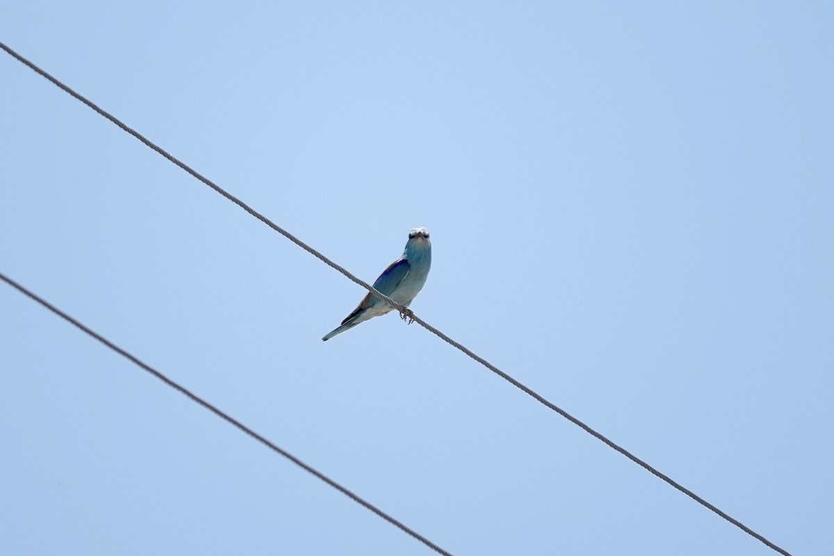 Rollier d'Europe - ML648928383