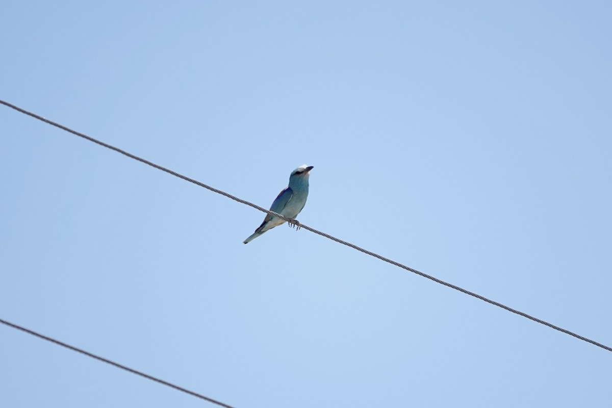 Rollier d'Europe - ML648928384