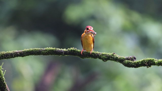 Black-backed Dwarf-Kingfisher - ML648928586