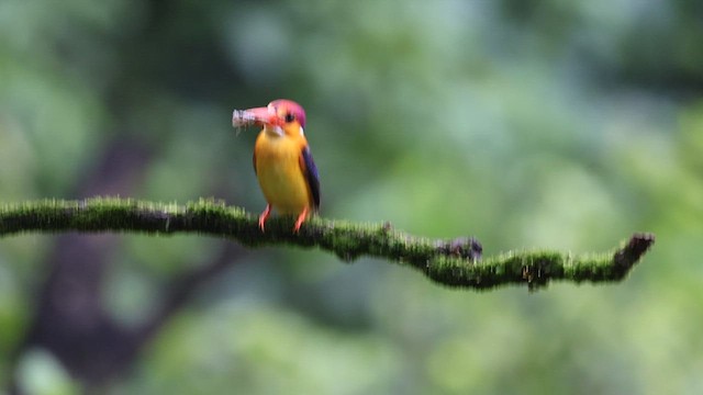Black-backed Dwarf-Kingfisher - ML648928589