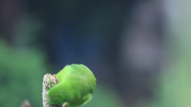 Vernal Hanging-Parrot - ML648928675