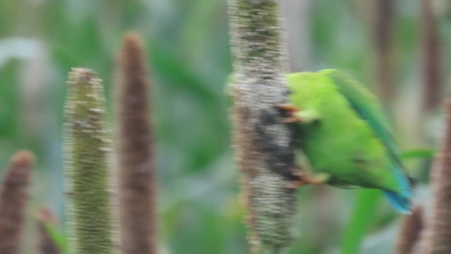 Vernal Hanging-Parrot - ML648928676