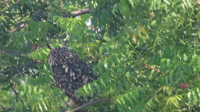 Rock Eagle-Owl - ML648928696