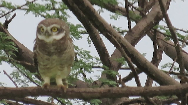 Spotted Owlet - ML648928712