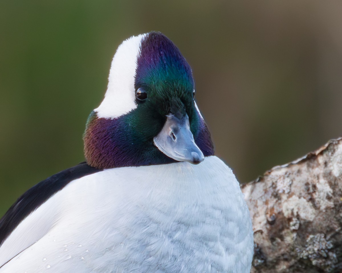 Bufflehead - ML648928855