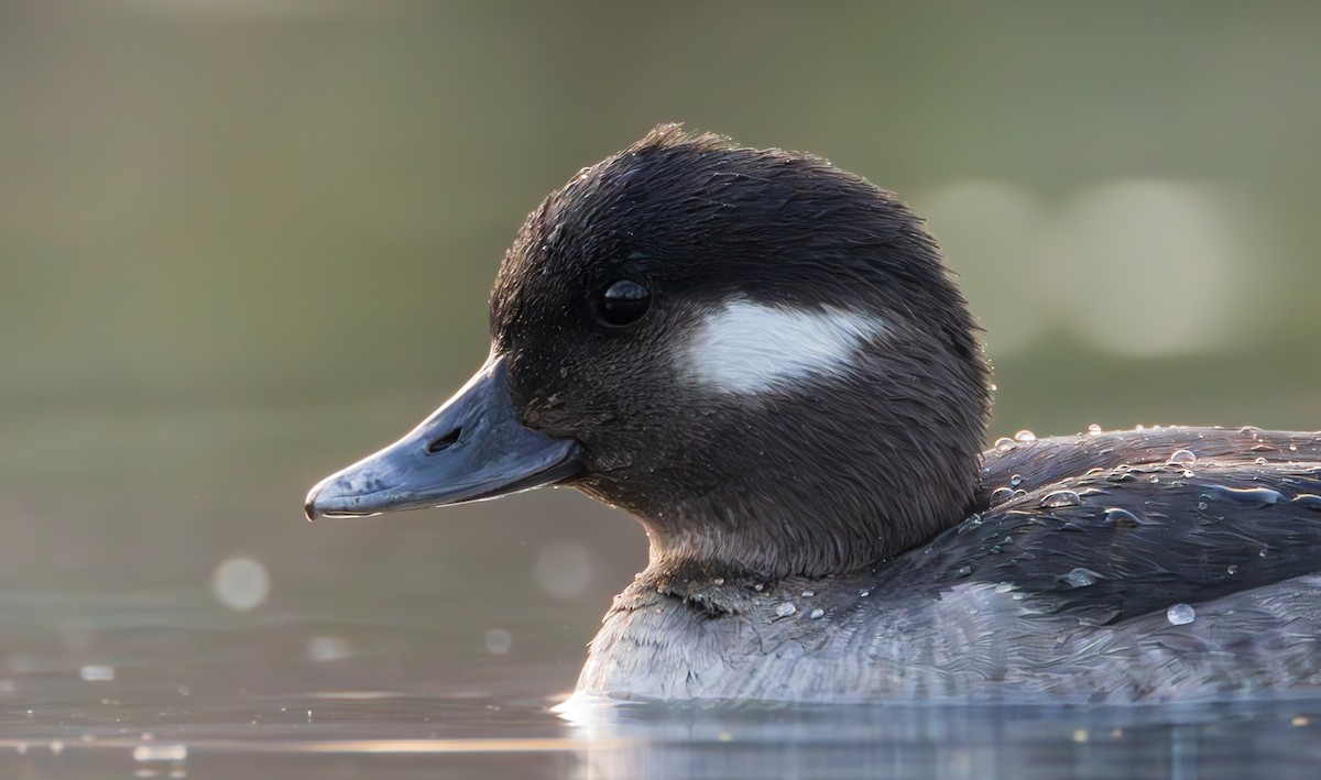 Bufflehead - ML648928856