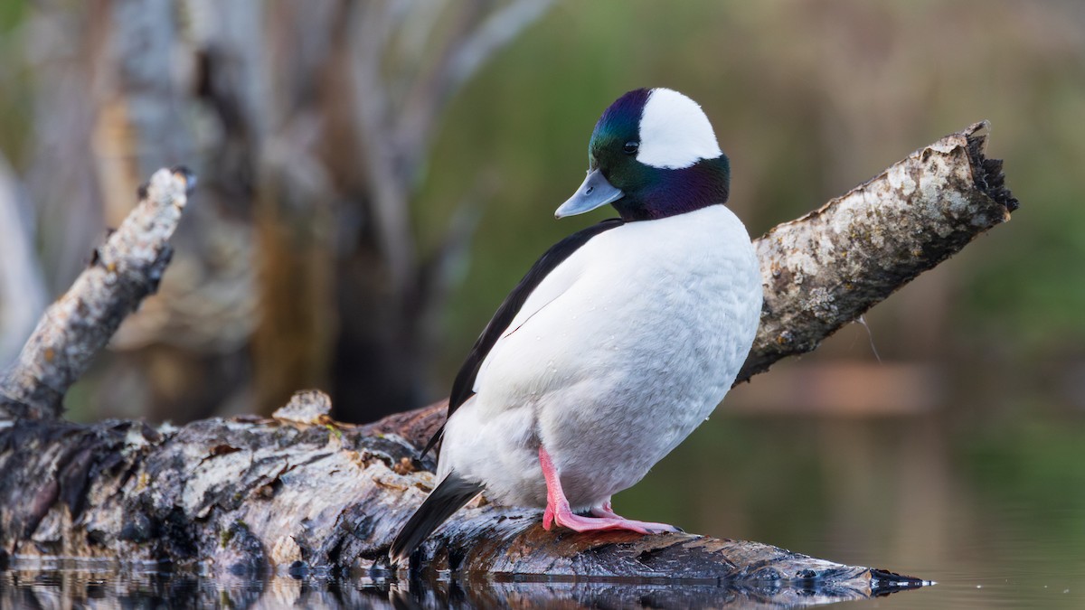 Bufflehead - ML648928857