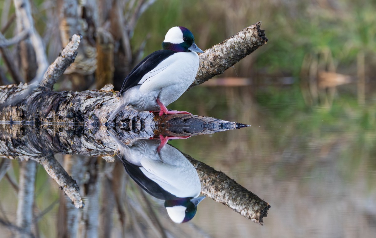 Bufflehead - ML648928860