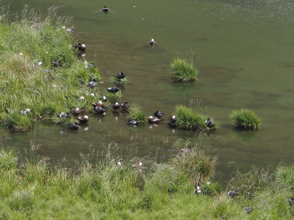 Paradise Shelduck - ML648929105