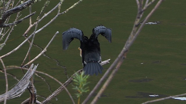 Little Pied Cormorant - ML648929135