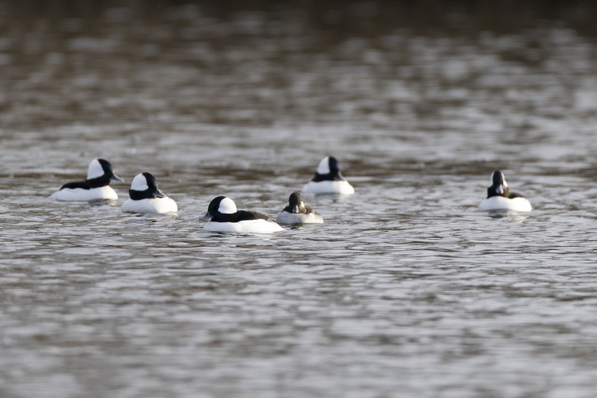 Bufflehead - ML648929325