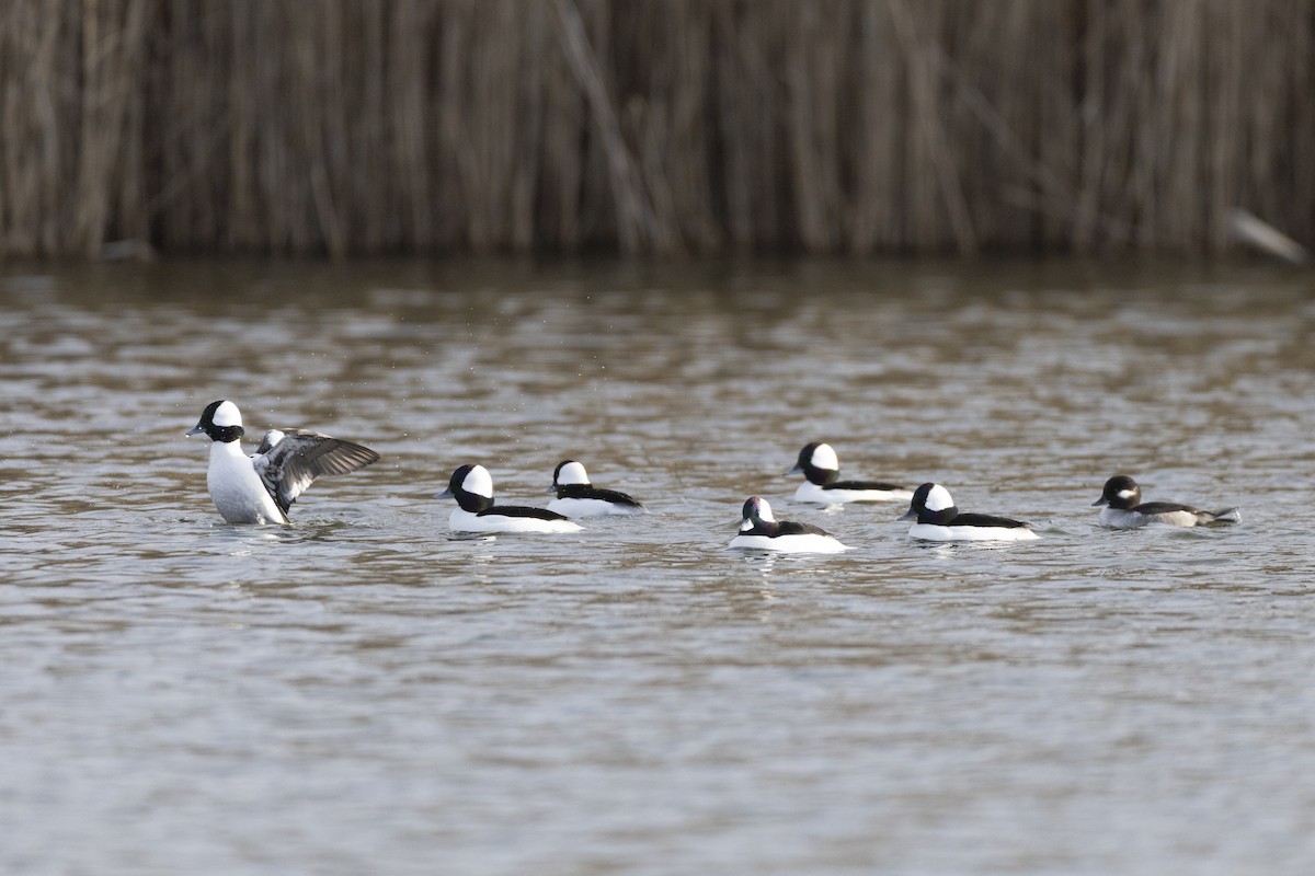 Bufflehead - ML648929326
