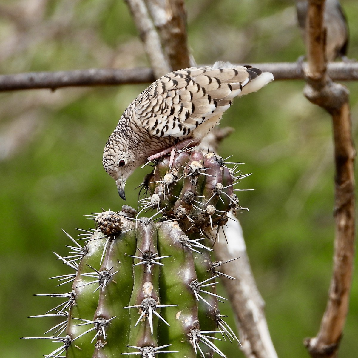 Scaled Dove - ML648929692