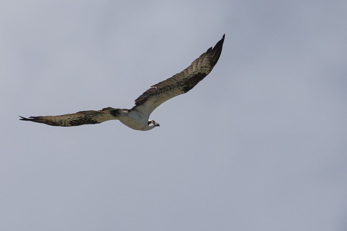 orlovec říční - ML648929814