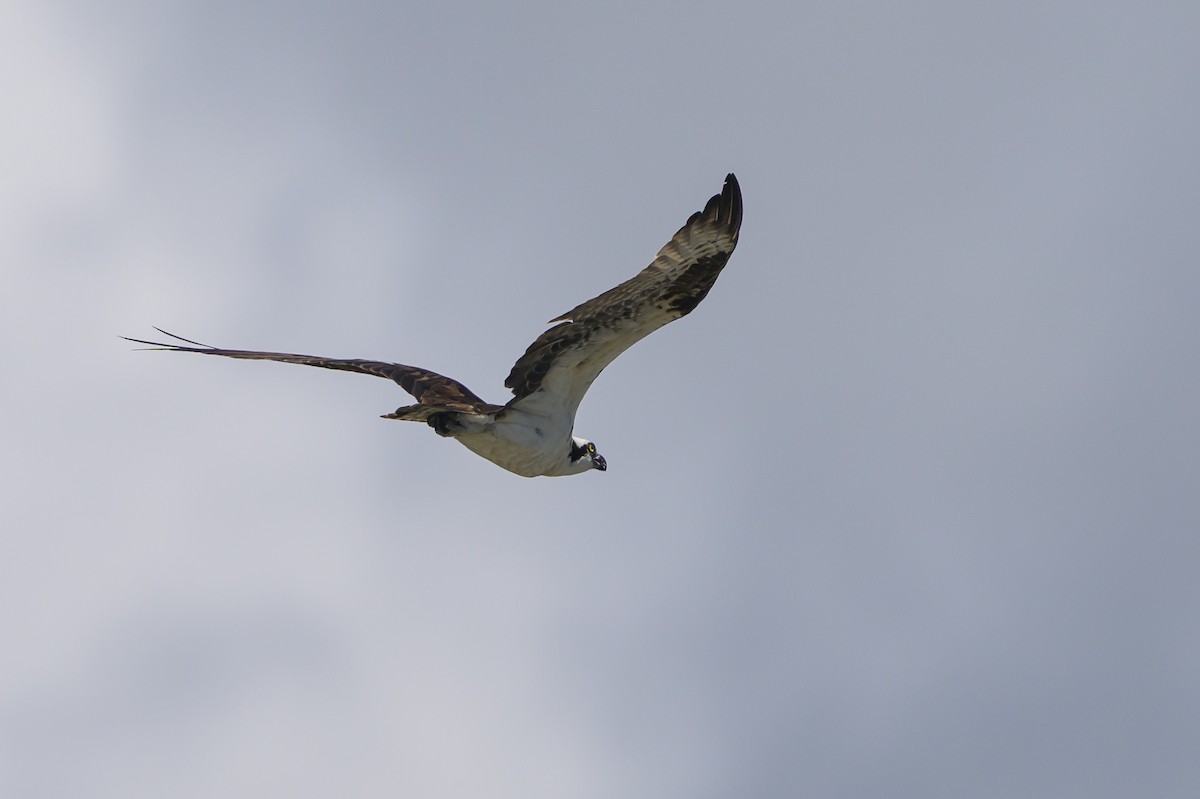 orlovec říční - ML648929815