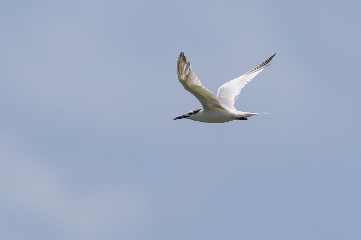 rybák severní - ML648929817