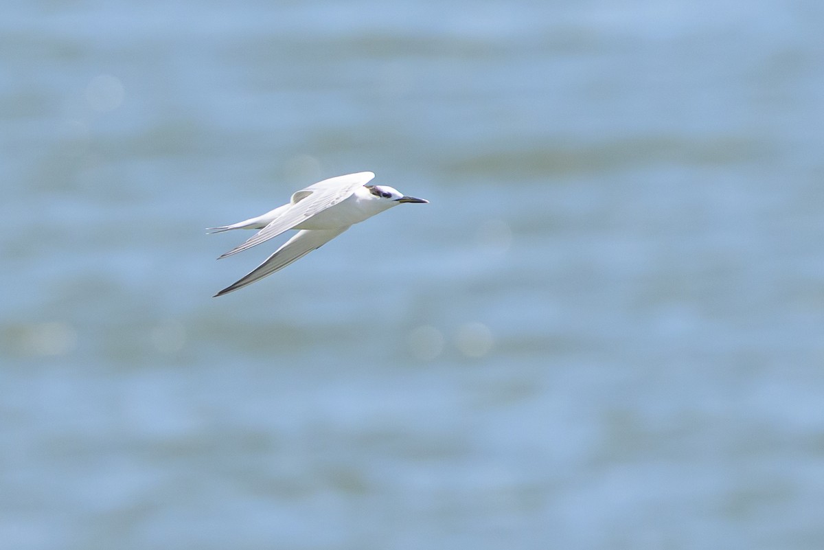 rybák severní - ML648929818