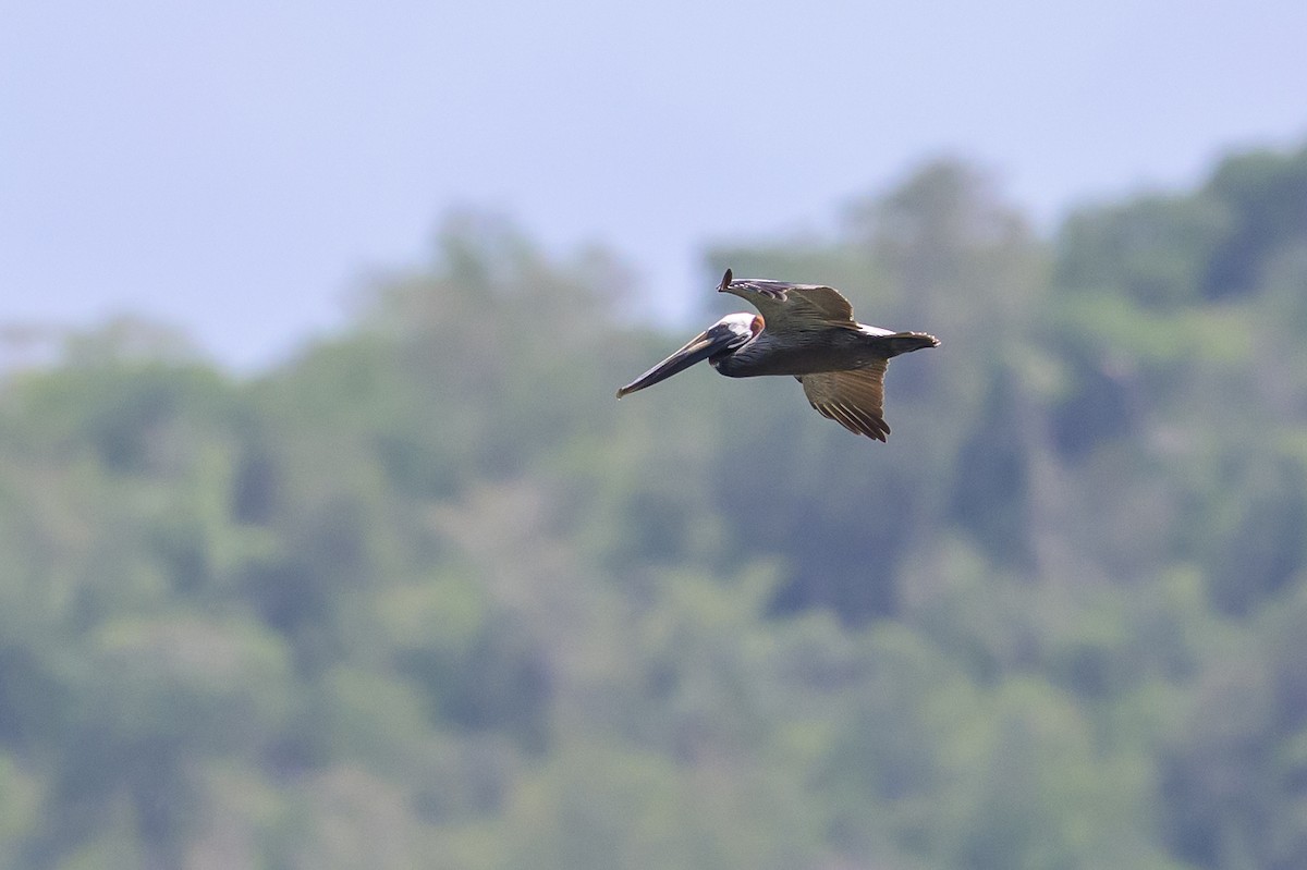 pelikán hnědý - ML648929820