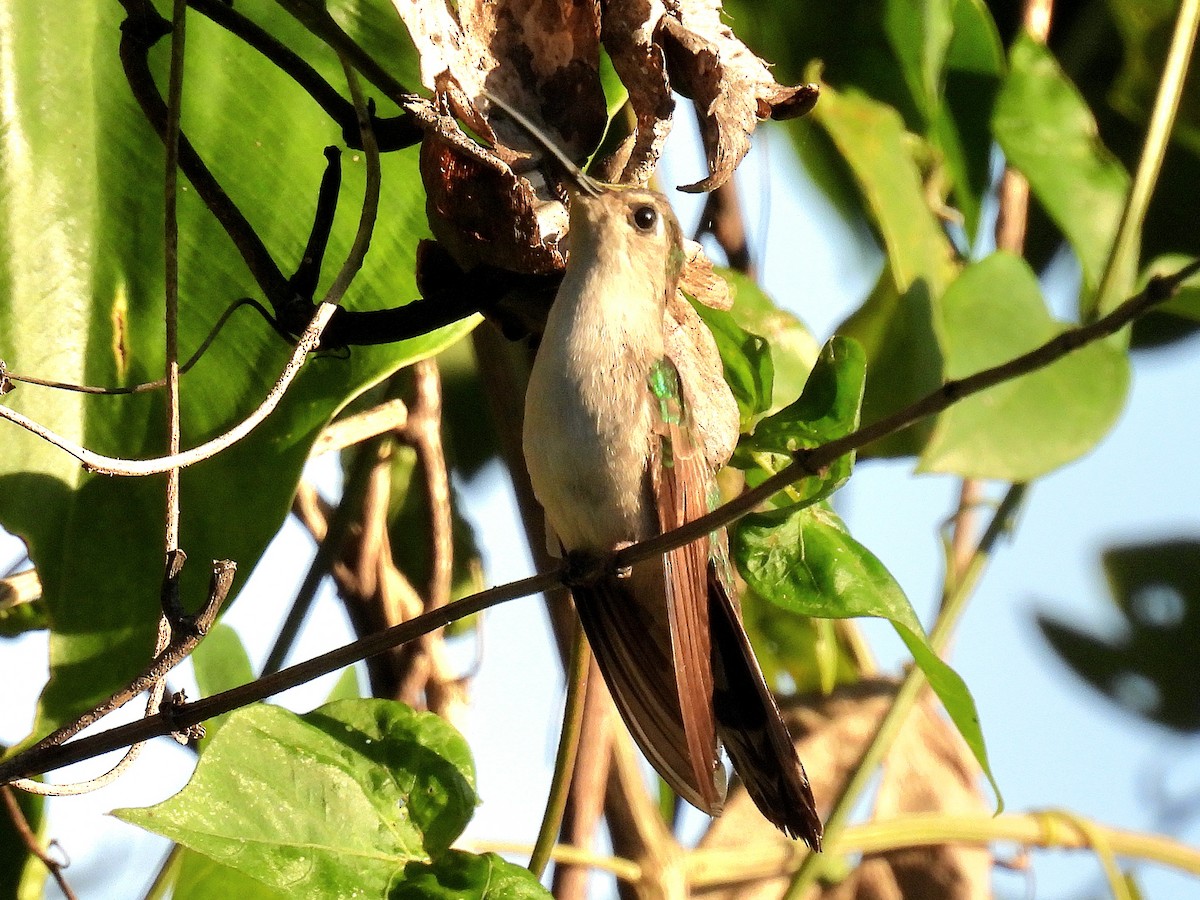 Wedge-tailed Sabrewing - ML648929909