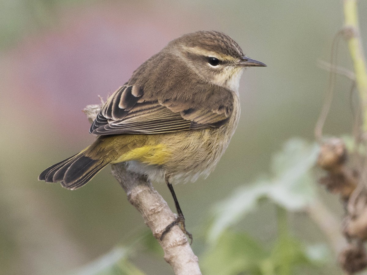 Nonbreeding adult/immature (Western)