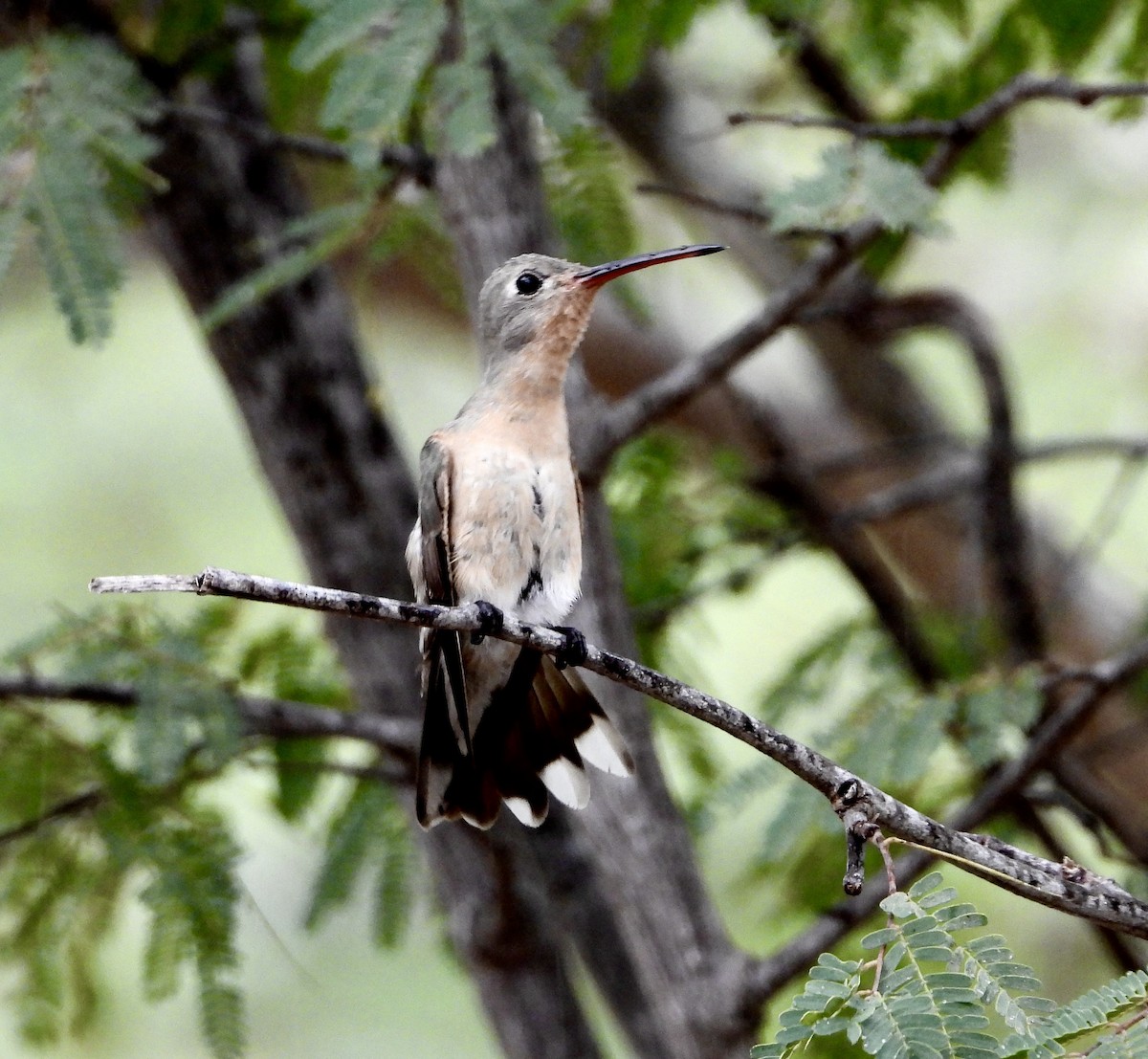 Buffy Hummingbird - ML648929932