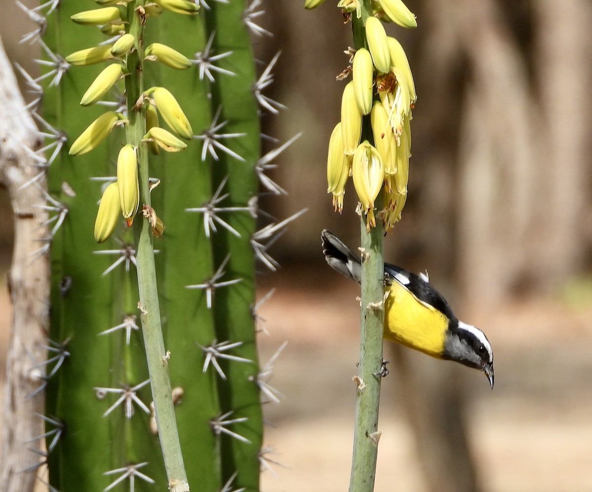 Bananaquit - ML648930040