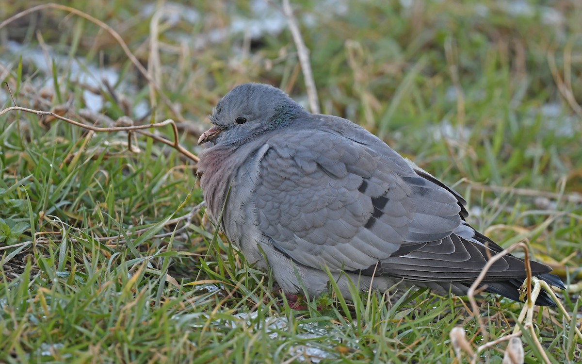 Stock Dove - ML648930291