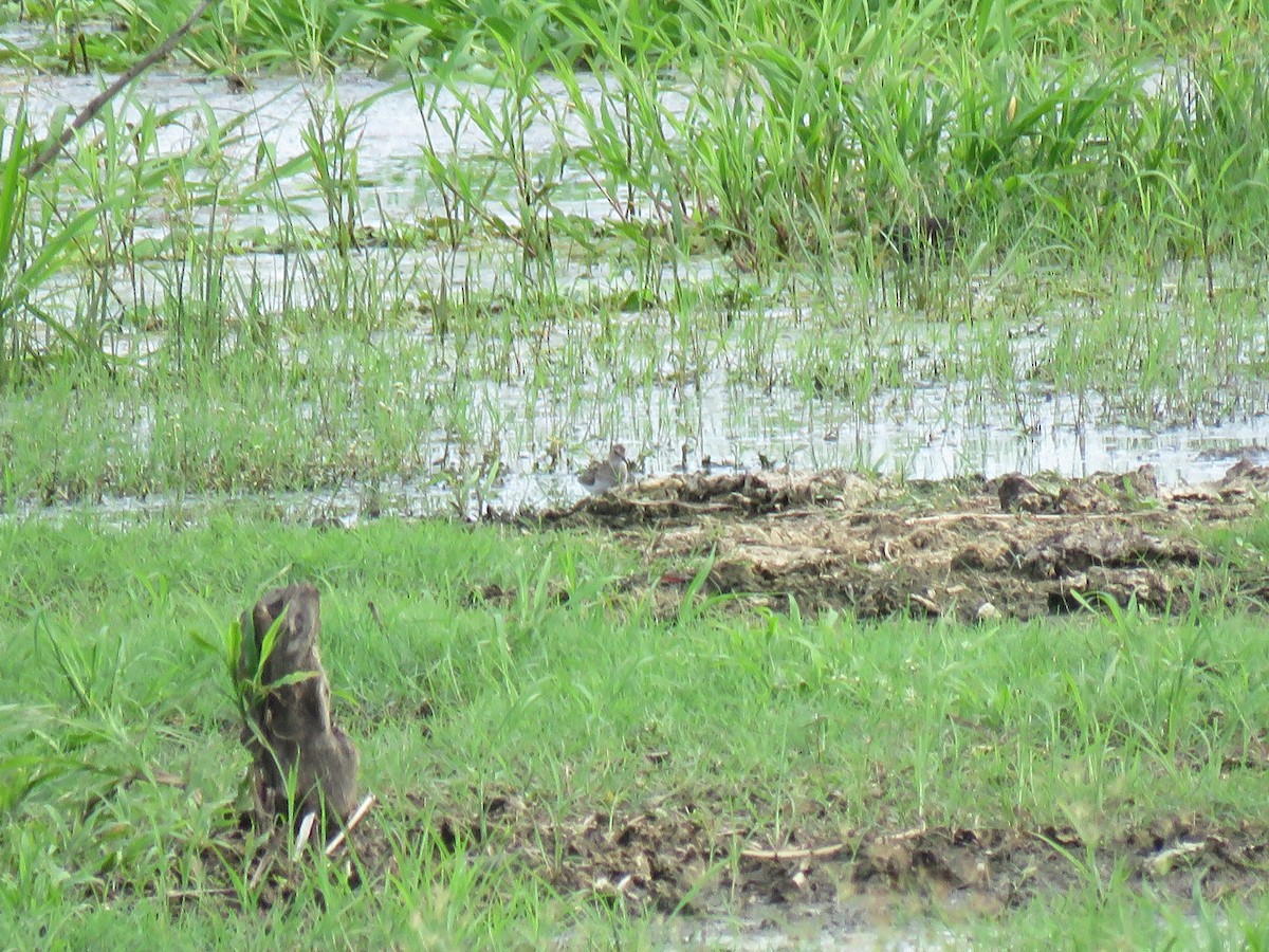 Pectoral Sandpiper - ML64893031