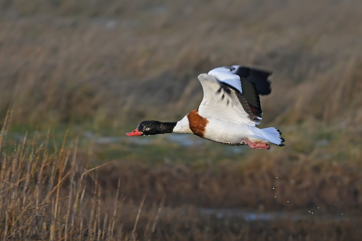 Common Shelduck - ML648930584