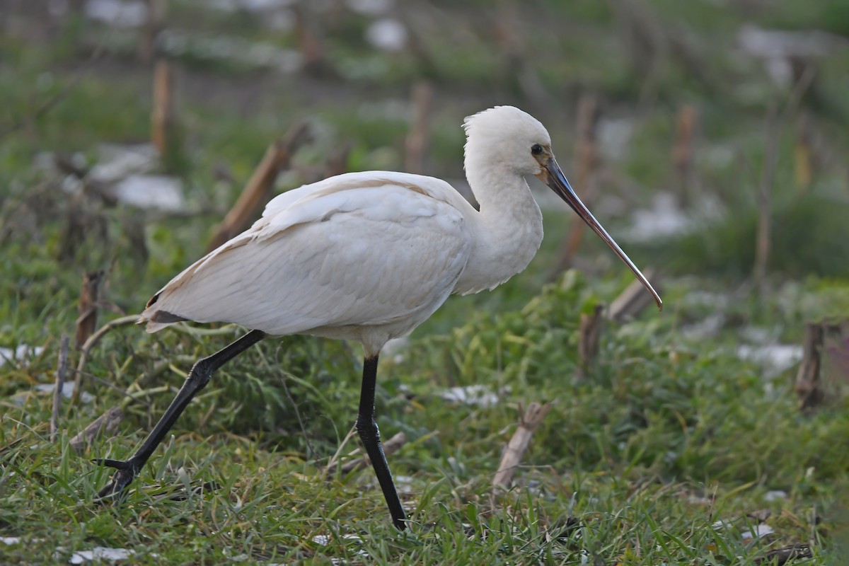 Eurasian Spoonbill - ML648930591