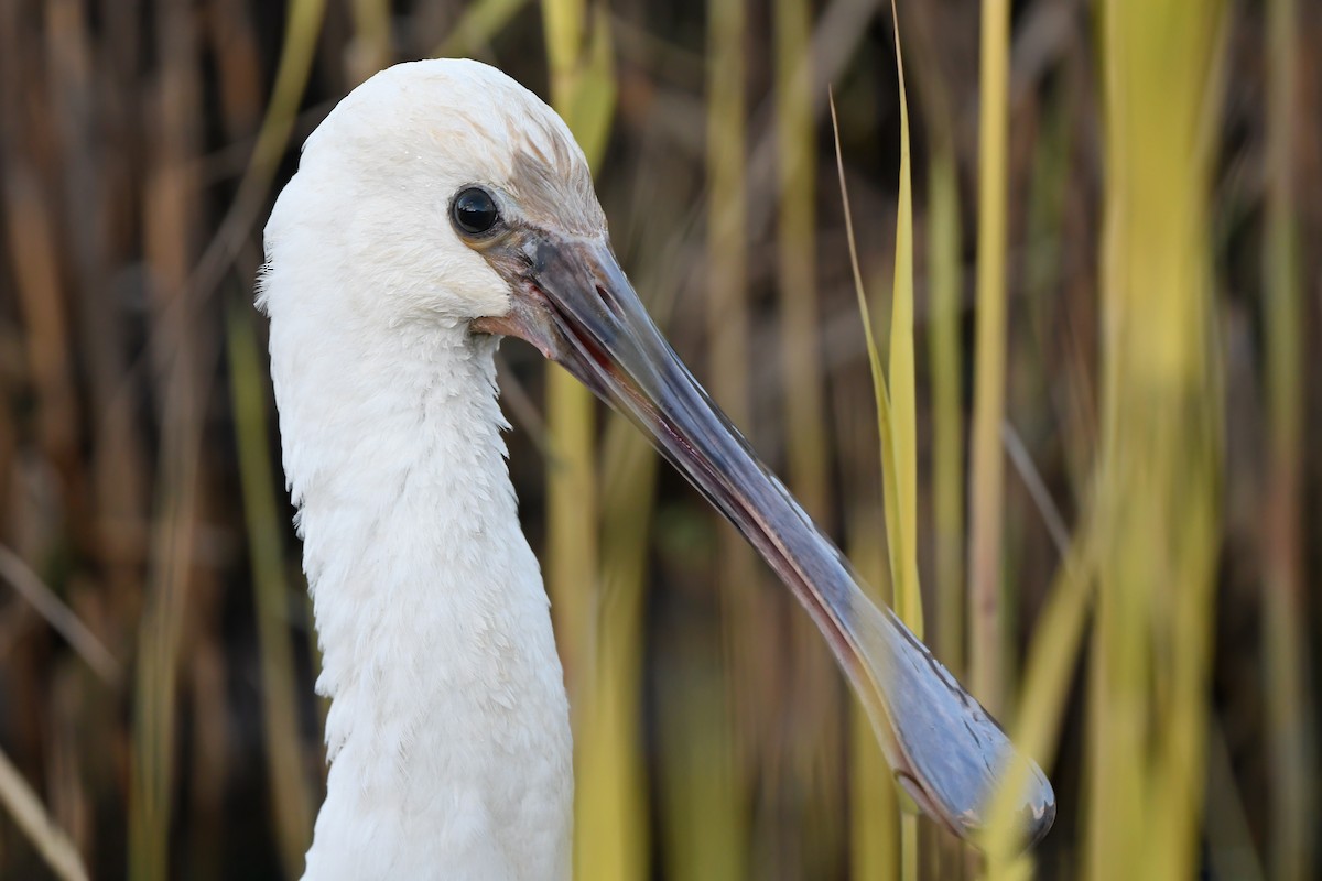 Eurasian Spoonbill - ML648930592