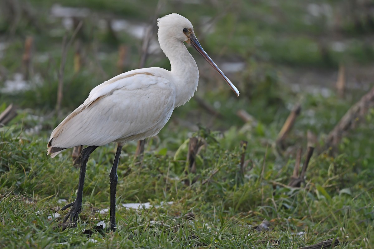 Eurasian Spoonbill - ML648930593