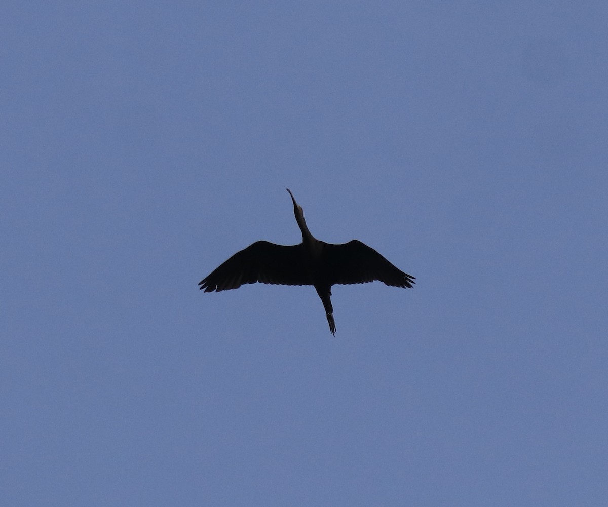 Sichler - ML648930809