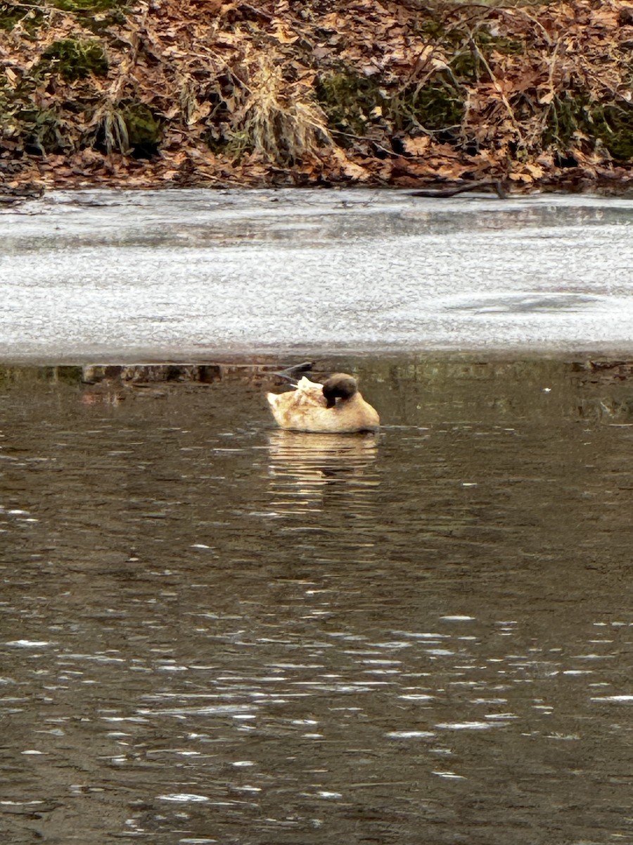 綠頭鴨(馴化) - ML648931025