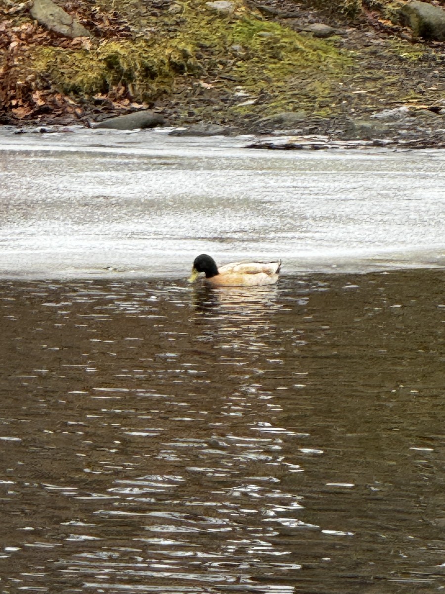 綠頭鴨(馴化) - ML648931026