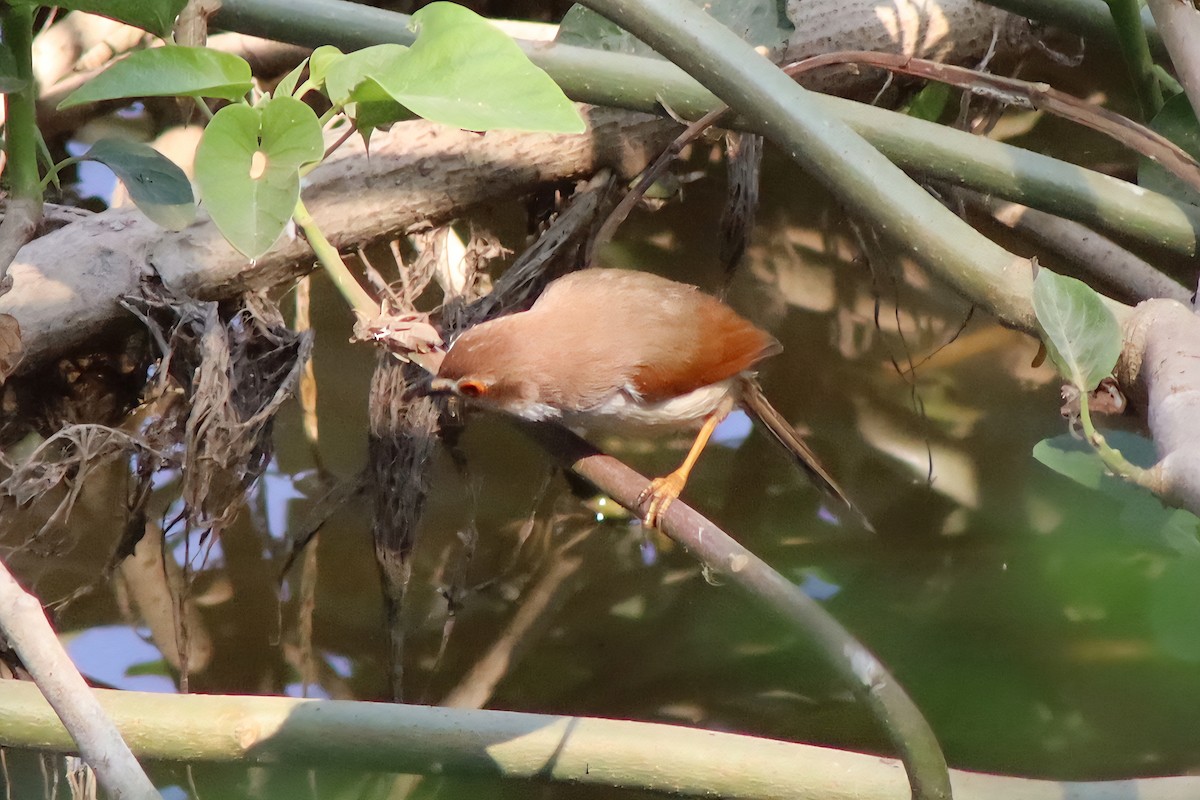 Yellow-eyed Babbler - ML648931028
