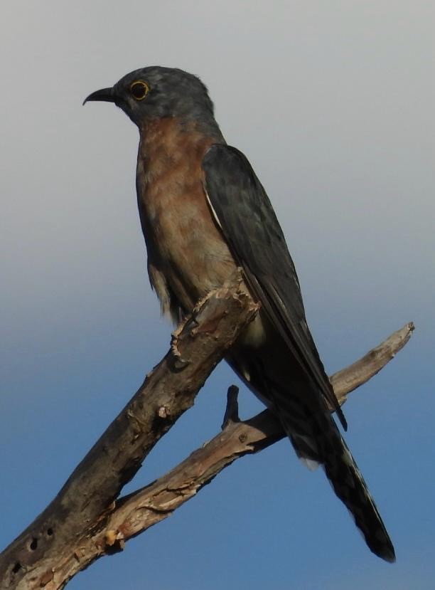 Fan-tailed Cuckoo - ML648931032