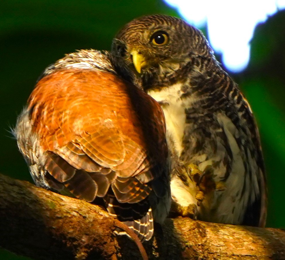 Chestnut-backed Owlet - ML648931033