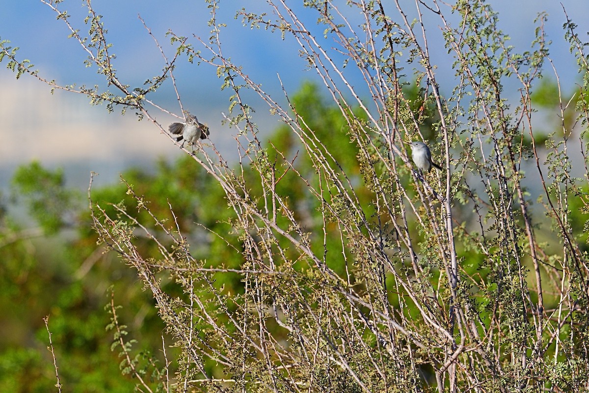 Black-tailed Gnatcatcher - ML648931034
