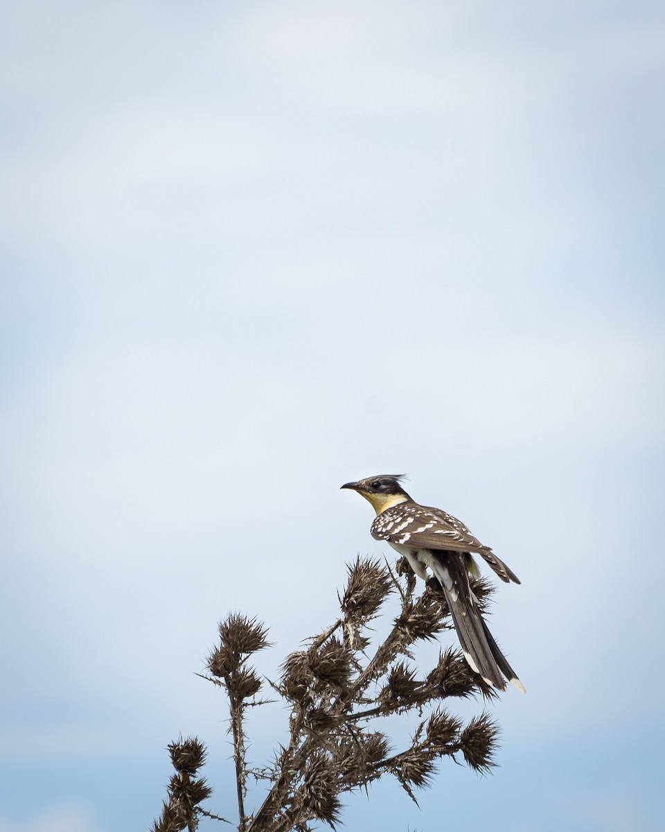 Great Spotted Cuckoo - ML648931035