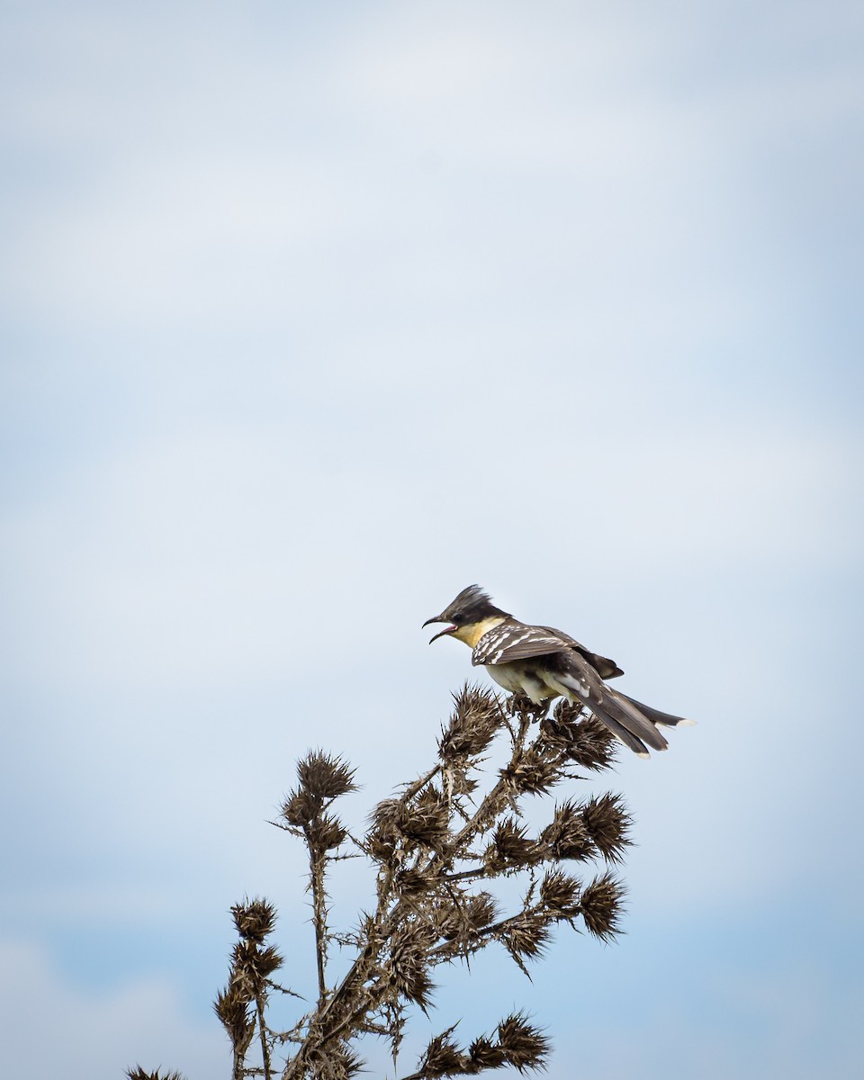 Great Spotted Cuckoo - ML648931037