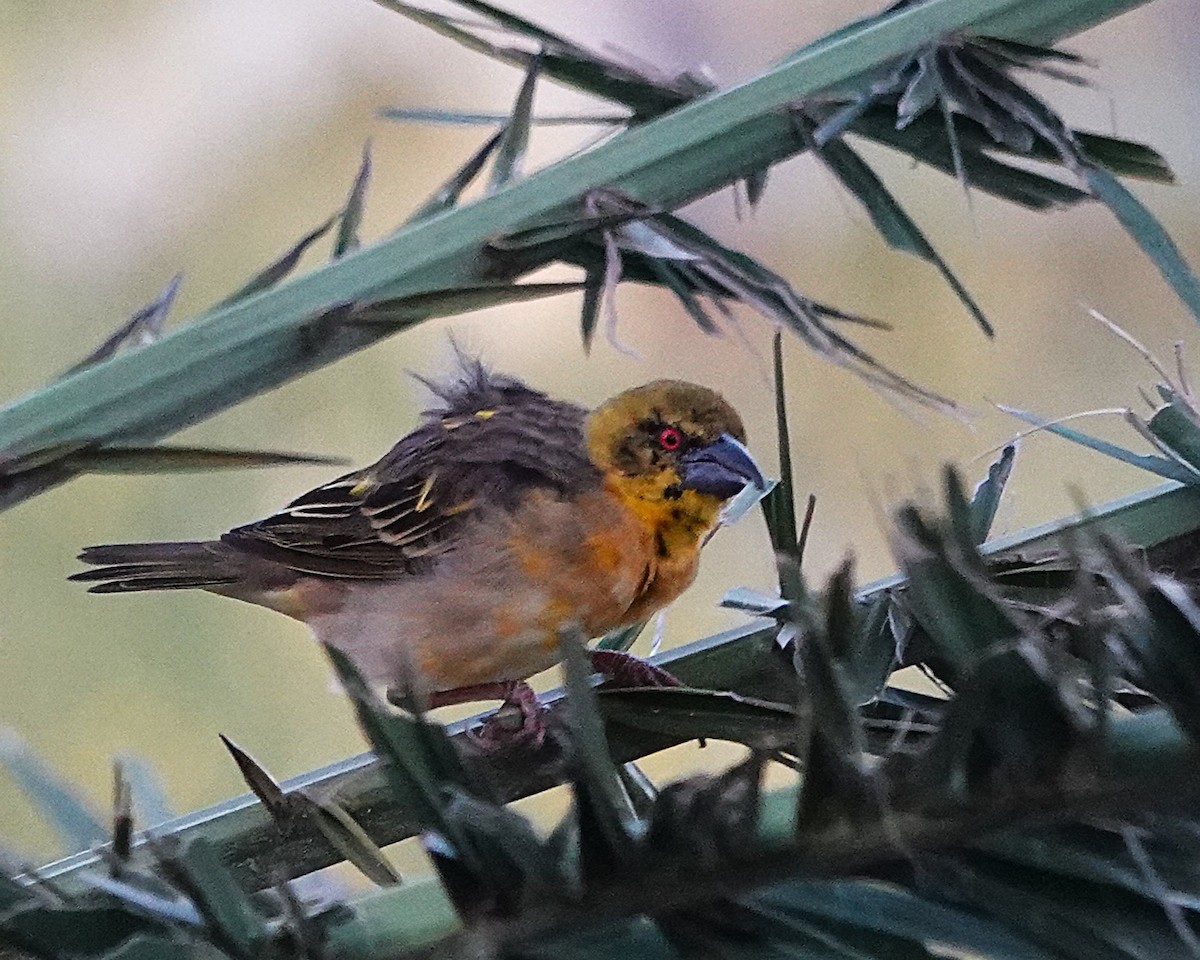 黑頭織雀 - ML648931039
