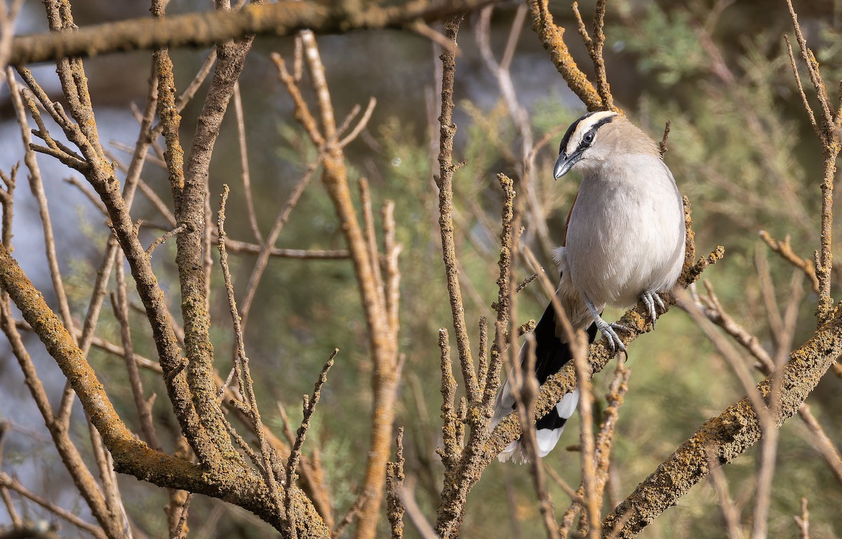 Black-crowned Tchagra (Hooded) - ML648931040