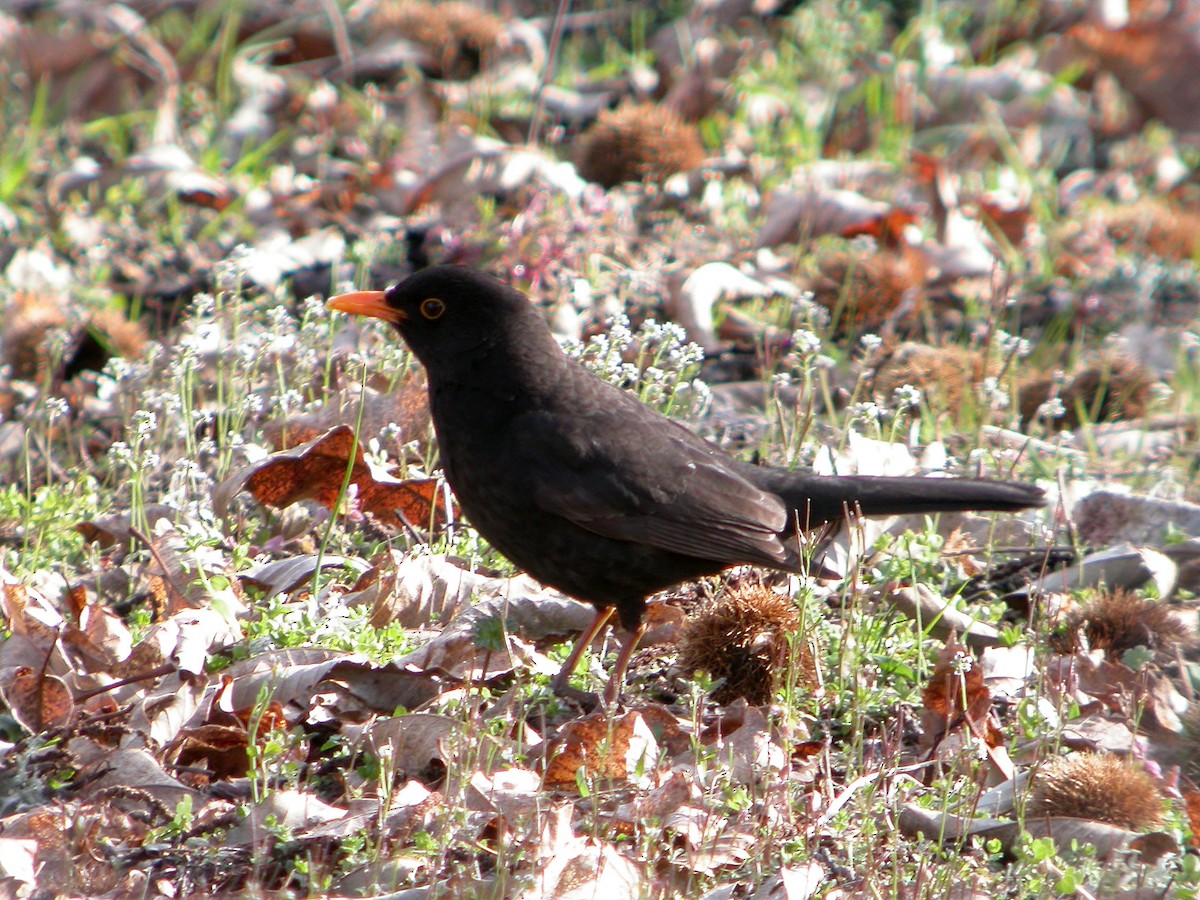 Eurasian Blackbird - ML648931043