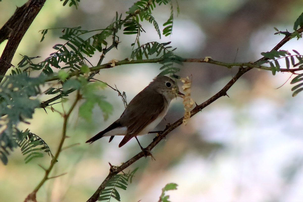 紅喉鶲 - ML648931046