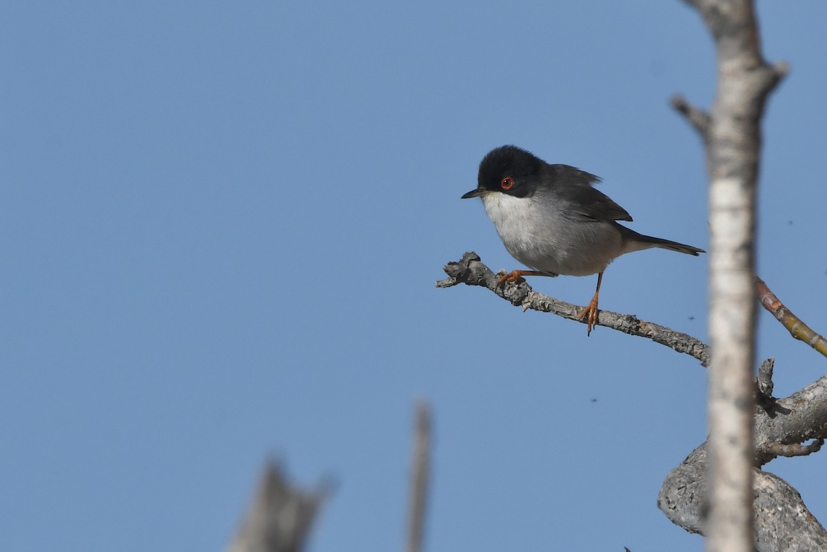 Sardinian Warbler - ML648931047
