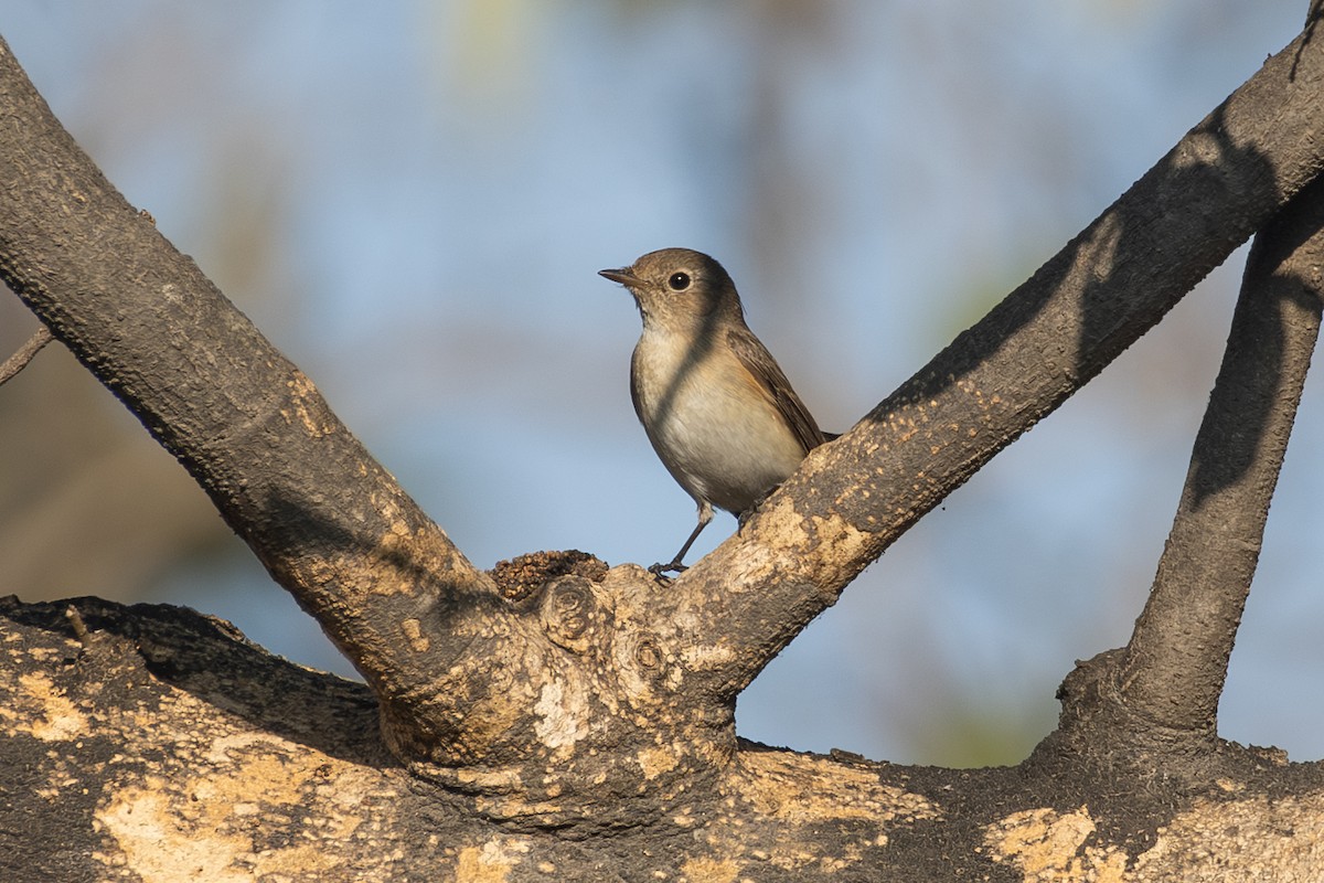 紅胸鶲 - ML648931048